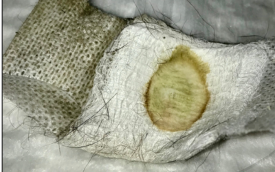 More Dog Hair