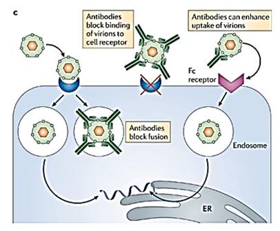 Antibody-Dependent Enhancement (ADE)