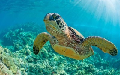 Sea Turtle Fibropapillomatosis: The Role of the Lymphatics (and Why Clinicians Need to Keep Their Eyes Open)