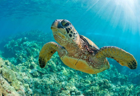 Sea Turtle Fibropapillomatosis: The Role of the Lymphatics (and Why ...