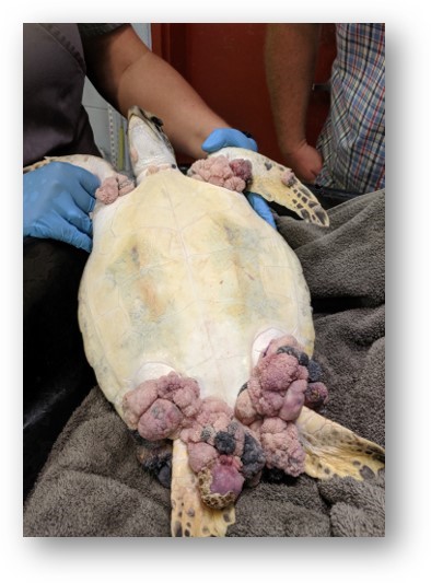 Sea Turtle Fibropapillomatosis