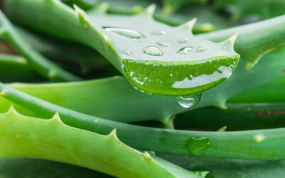 Patients are VERA Interested in ALOE… Guest Blog by Dr. Tom Bozzuto