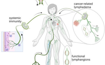 Check Out the Amazing Images of the Lymphatic System in This Review Article!